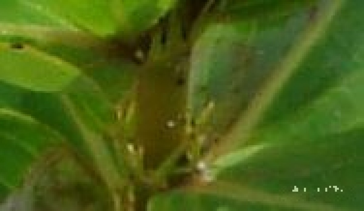 Knoxia spicata (Thwaites ex Trimen) Ridsdale